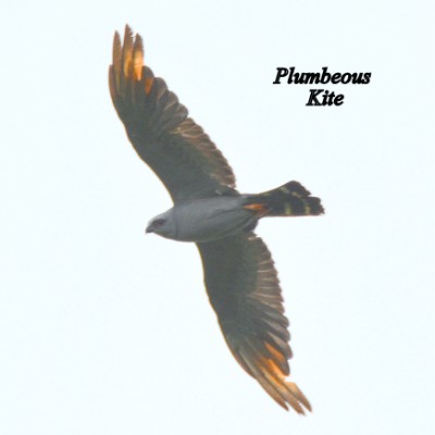 Plumbeous Kite